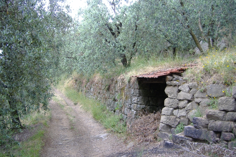 Sentiero nell'oliveto - path in the olive grove