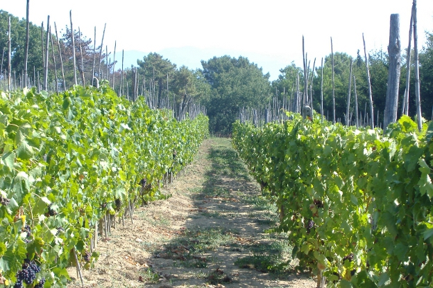La vigna - The wineyard